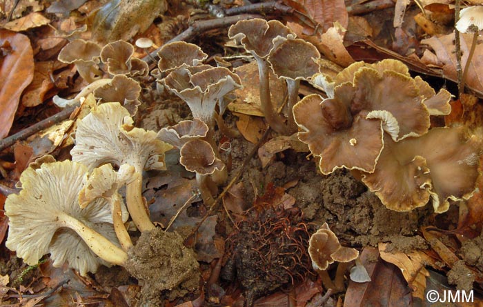 Craterellus sinuosus = Pseudocraterellus sinuosus