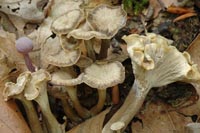 Craterellus sinuosus