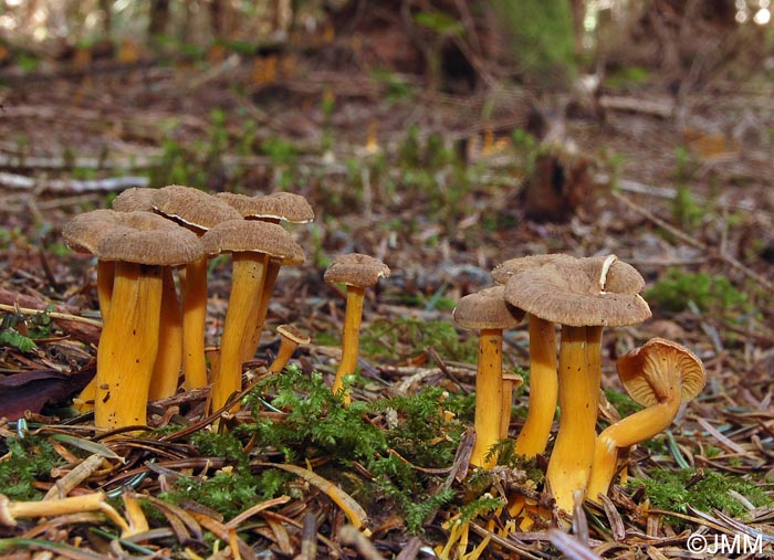 Craterellus tubaeformis = Cantharellus tubaeformis