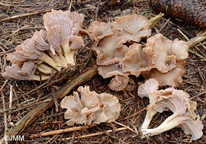 Craterellus tubaeformis f. axanthus