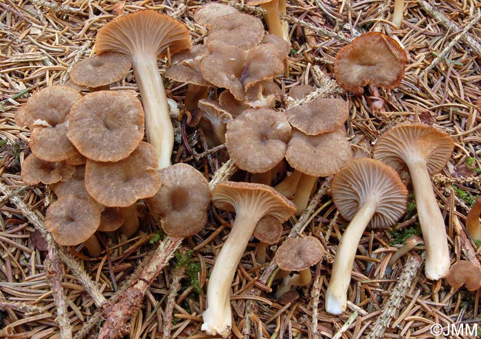 Craterellus tubaeformis f. axanthus