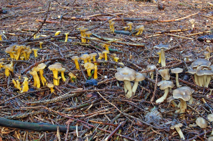 Craterellus tubaeformis f. axanthus et Craterellus tubaeformis