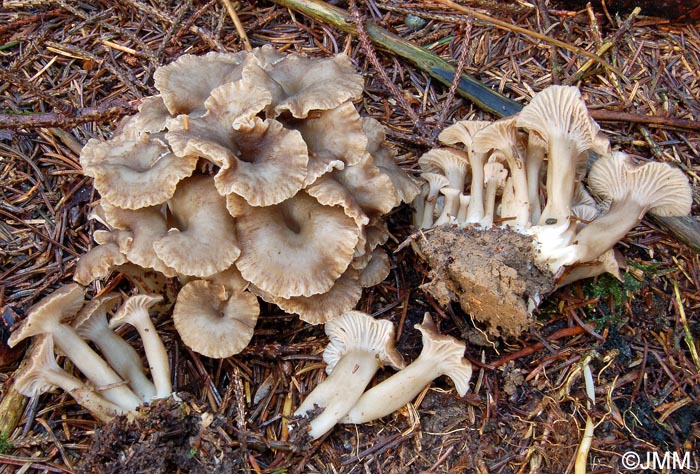 Craterellus tubaeformis f. axanthus