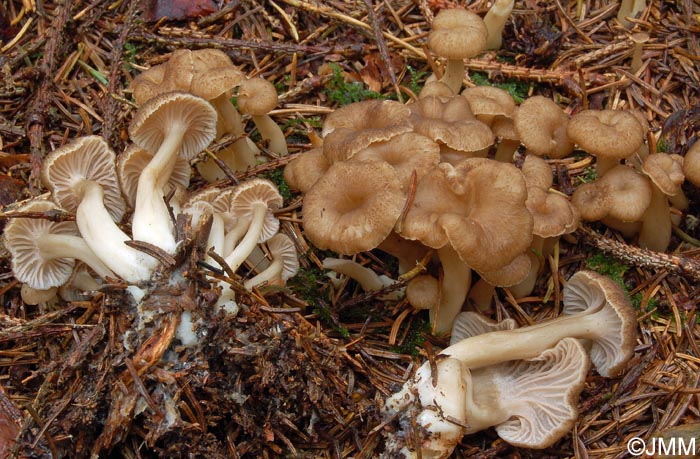 Craterellus tubaeformis f. axanthus