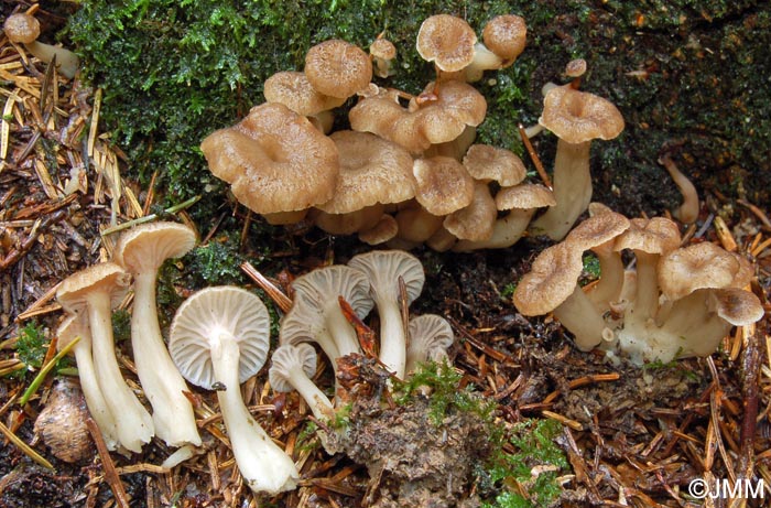 Craterellus tubaeformis f. axanthus