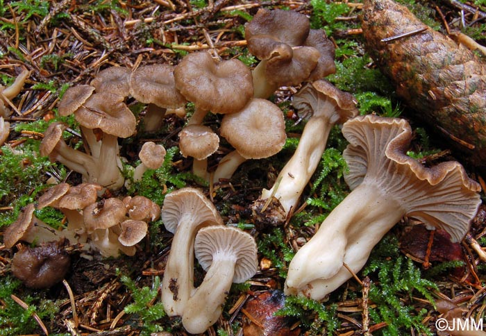 Craterellus tubaeformis f. axanthus