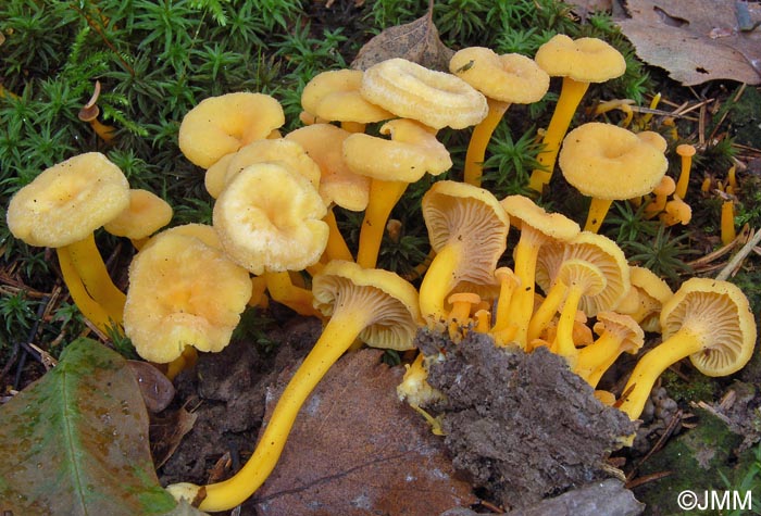 Craterellus tubaeformis f. pallidus = Cantharellus tubaeformis var. lutescens