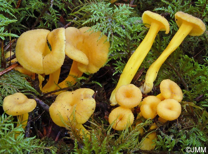 Craterellus tubaeformis f. pallidus = Cantharellus tubaeformis var. lutescens