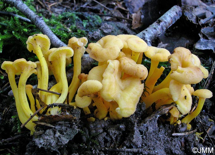 Craterellus tubaeformis f. pallidus = Cantharellus tubaeformis var. lutescens