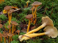 Craterellus tubaeformis