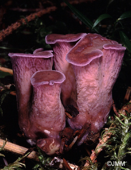 Gomphus clavatus