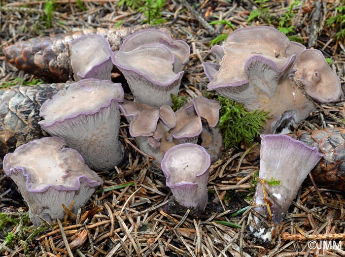 Gomphus clavatus