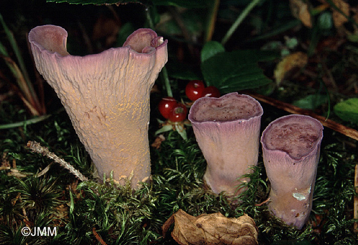 Gomphus clavatus