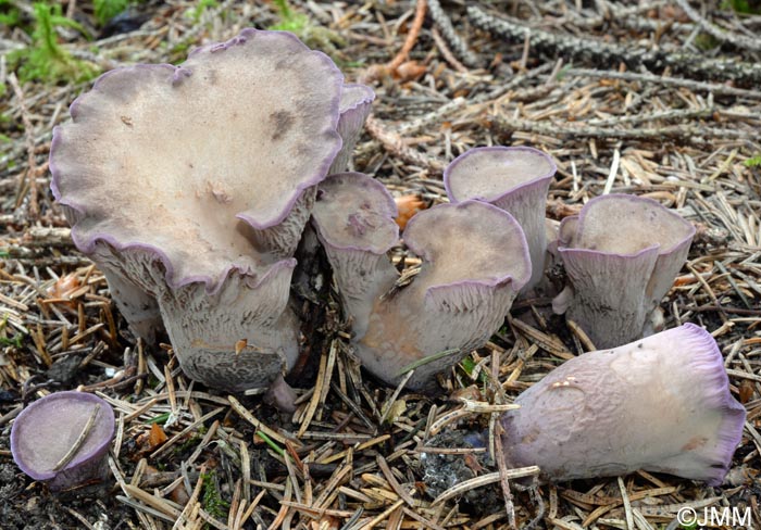 Gomphus clavatus