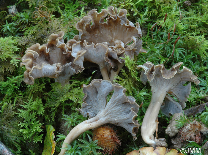 Craterellus sinuosus var. crispus = Pseudocraterellus undulatus var. crispus