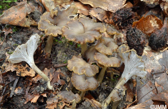 Craterellus sinuosus = Pseudocraterellus sinuosus