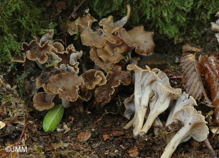 Craterellus sinuosus = Pseudocraterellus sinuosus