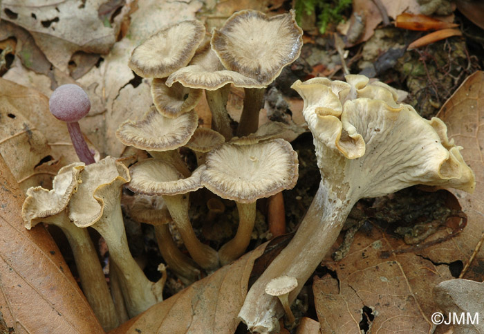 Craterellus sinuosus = Pseudocraterellus sinuosus