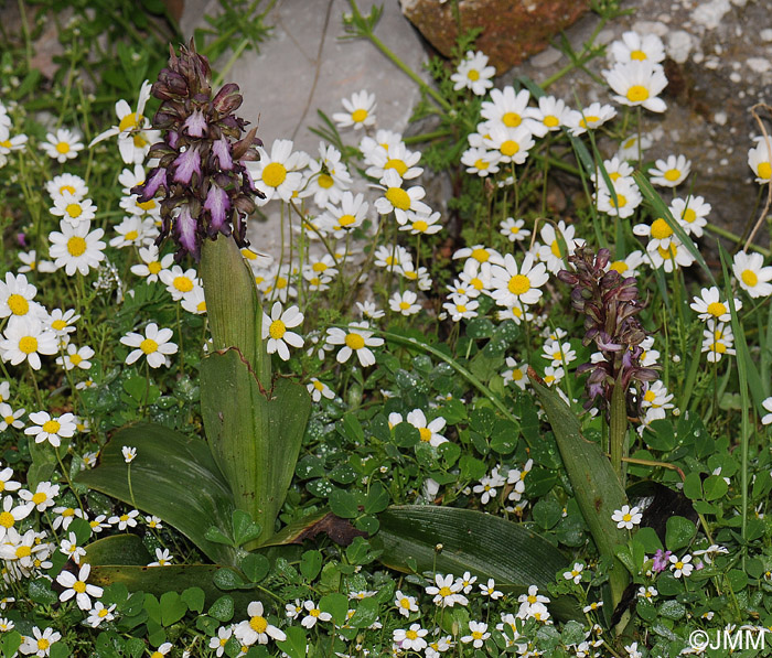 Himantoglossum robertianum