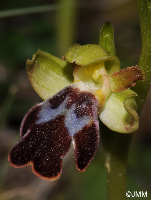 Ophrys attaviria