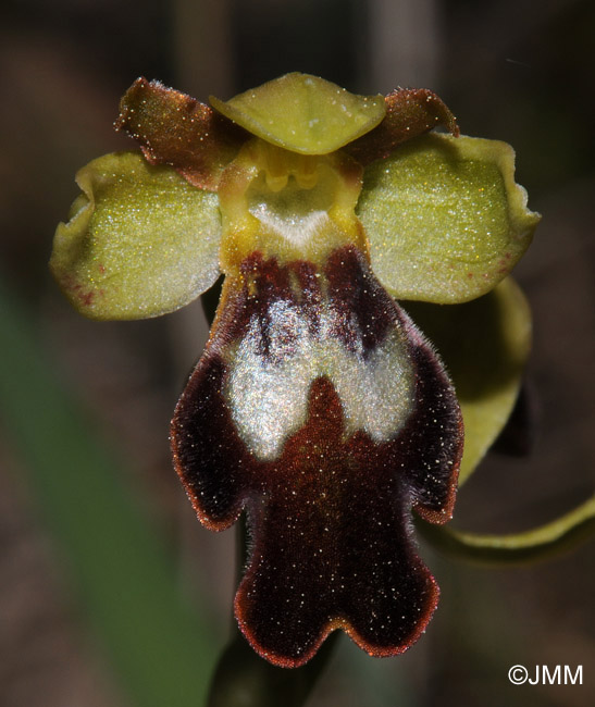 Ophrys attaviria