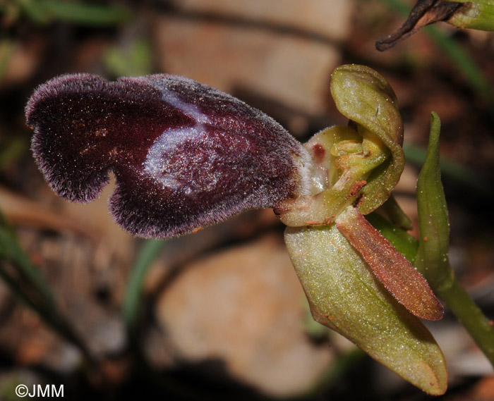 Ophrys basilissa