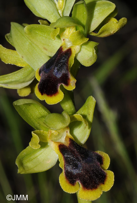 Ophrys blitopertha