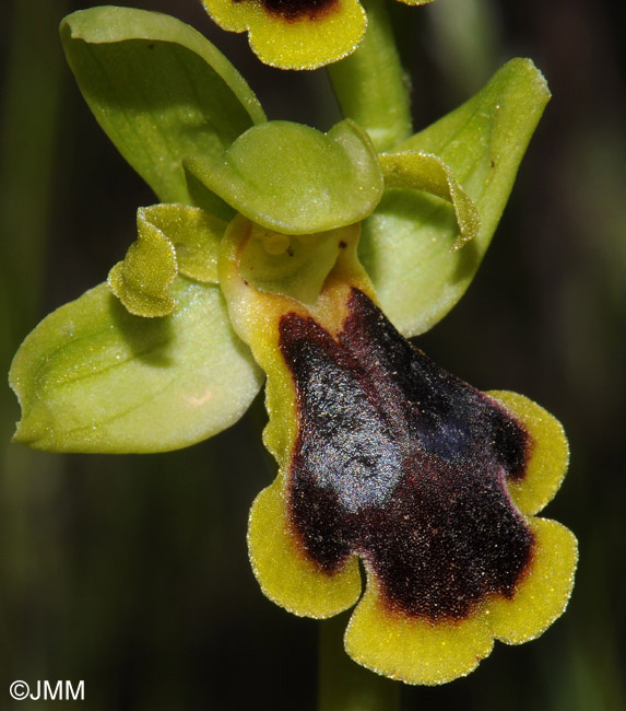 Ophrys blitopertha