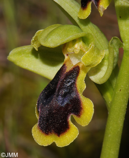 Ophrys blitopertha