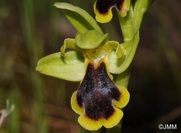 Ophrys blitopertha