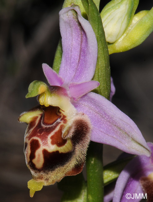 Ophrys calypsus