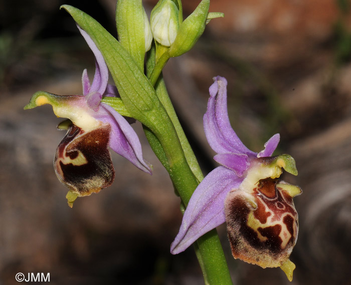 Ophrys calypsus