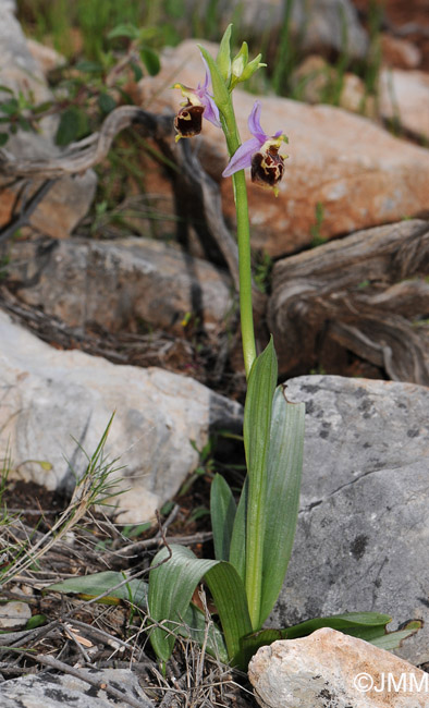 Ophrys calypsus