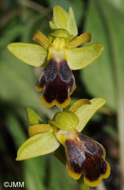 Ophrys cesmeensis