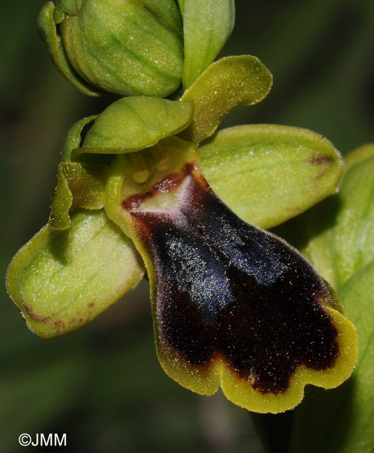 Ophrys cesmeensis