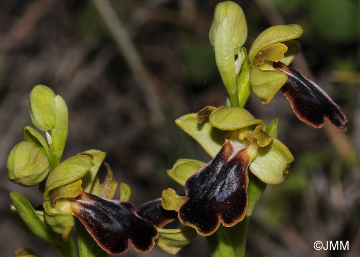 Ophrys cesmeensis