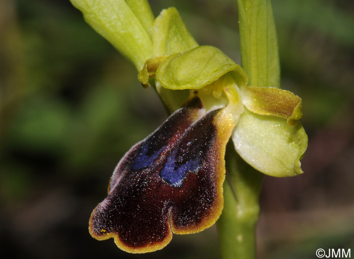 Ophrys cesmeensis