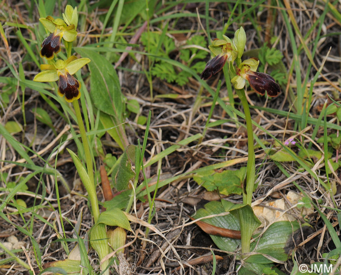 Ophrys cesmeensis