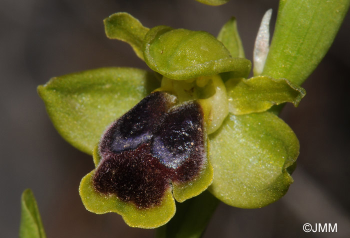 Ophrys cinereophila