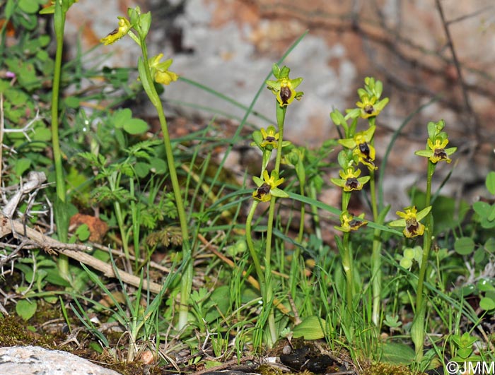 Ophrys galilaea