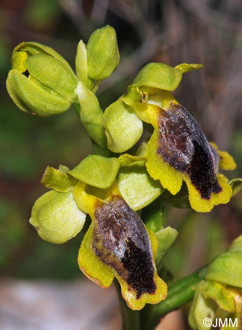 Ophrys galilaea