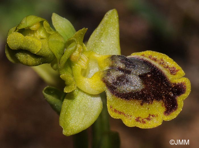 Ophrys galilaea
