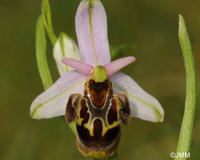 Ophrys homeri 