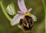 Ophrys homeri