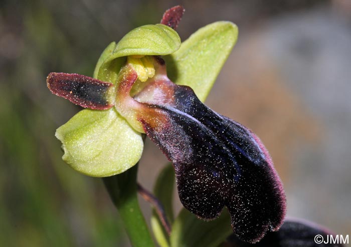 Ophrys iricolor