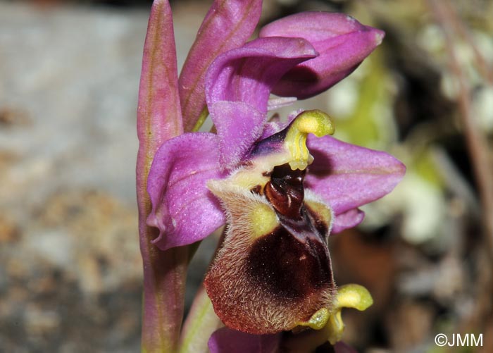 Ophrys leochroma