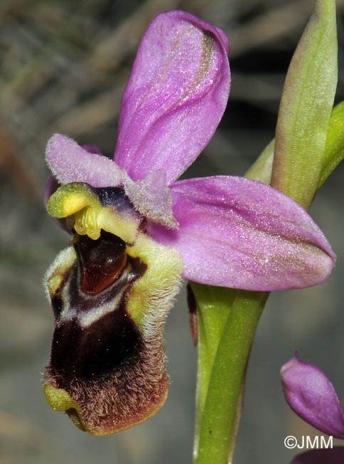 Ophrys leochroma