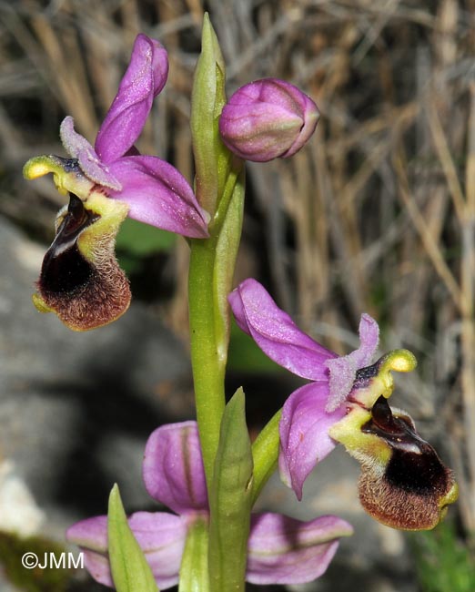 Ophrys leochroma