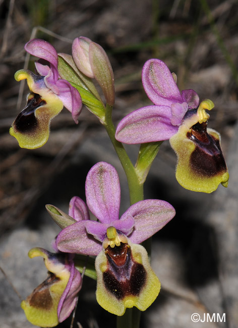 Ophrys leochroma