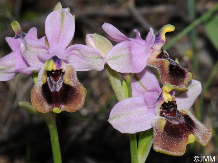 Ophrys leochroma